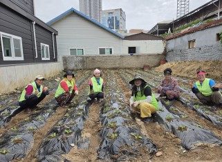 배추모종 심기(광천동캠프)_9.2게시글의 첨부 이미지